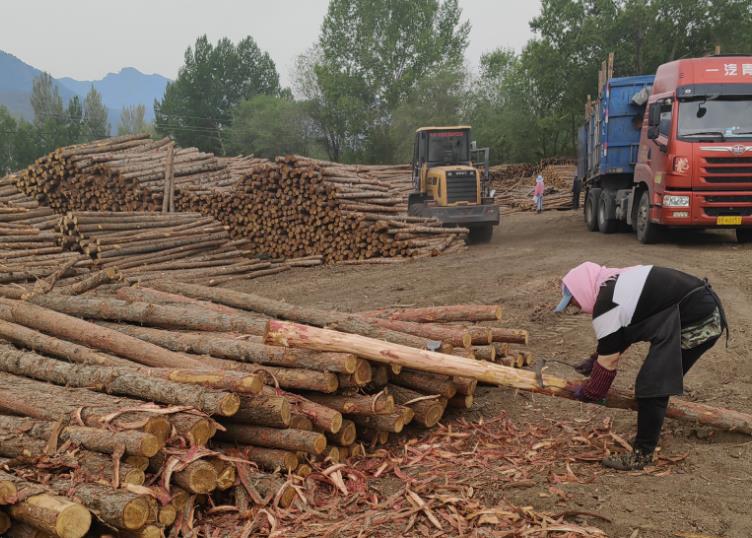 吊蘭葉子發(fā)黃怎么辦,吊蘭葉子都黃了怎么辦